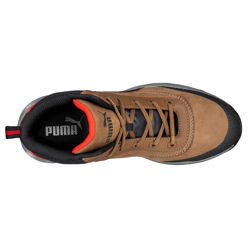 Rapid-Brown-Puma